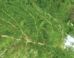 Image result for Asparagus racemosus