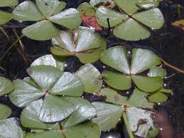 Image result for Marsileaceae