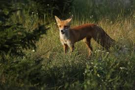 Just so there's no confusion— the story of the liquidators is real. The Chernobyl Disaster May Have Created A Paradise For Wildlife Wired Uk