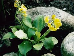 Image result for Primula x pubescens