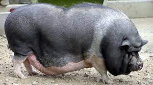 Vietnamese Potbelly Pigs Hobby Farms