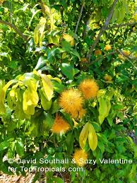 Pin On Flowering And Beautiful Trees