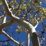 Image result for Ochna pulchra