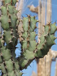 Image result for Euphorbia unicornis