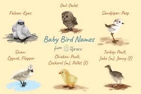 Names For Baby Birds By Age And Species