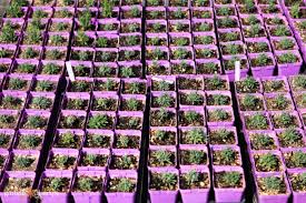 Image result for lavender cuttings