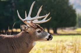 Prickly pear cactus has been a staple of the mexican and central american diet for thousands of years. 5 Facts About Texas Deer That You May Or May Not Know