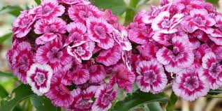 Flowers that bloom in winter season. Top 15 Flowers That Bloom In Winter Season Home And Gardening Ideas