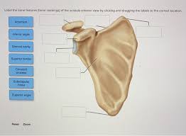 There is a printable worksheet available for download here so you can take the quiz with pen and paper. Label The Bone Features Bone Markings Of The Chegg Com