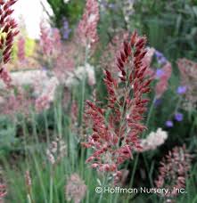 Image result for Melinis nerviglumis