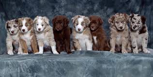 Gorgeous puppies (phx > casagrand az). Australian Shepherd Dogs Australian Shepherd Puppies Miniature Australian Shepherd Puppies