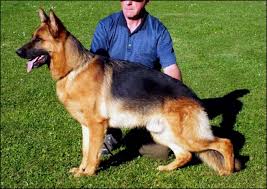 Book direct and you won't pay more than you should. White Alsatian Dog Price In India