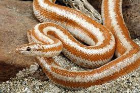 Rosy Boa Pet Snake Rosy Boa Snake