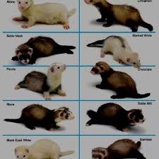 colors of ferrets marshall ferrets pet ferret cute ferrets