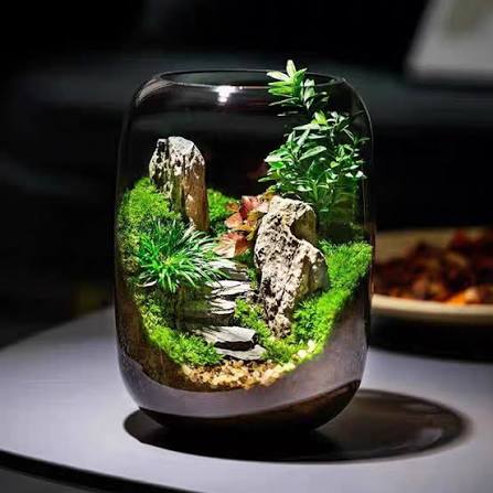 PlantPico Tiny World | Low-Maintenance Living Terrarium | LED-Lit Terrarium – PlantPico™