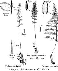 Image result for Pellaea