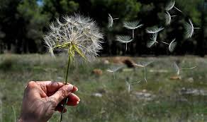 Resultado de imagen de imagenes de soplar una flor