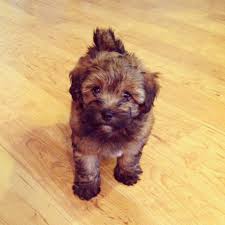 But mike with premier pups flew a private charter to florida with pebbles along with a few of her furry. It Looks Like An Ewok Havanese Poodle Mix Poovanese Havapoo Havanoodle Poodle Mix Havanese Havanese Dogs