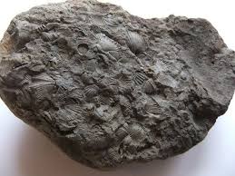 Fossilized Heart Shaped Rock Devonian Fossils Heart Shaped Etsy Heart Shaped Rocks Heart Shapes Fossils