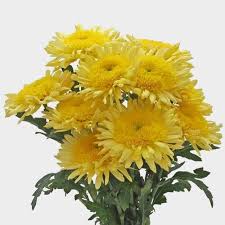 We did not find results for: Chrysanthemums Bulk Flowers Blooms By The Box