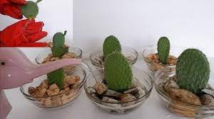 Excessive water can cause rotting. How To Propagate Cactus Leaf Cuttings In Water With Glass Bowl Opuntia Leucotricha Propagation Youtube