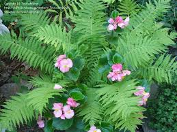 May 08, 2021 · while the fiddlehead capital of the world (yes this is a thing) is in tide head, new brunswick, i've foraged fiddleheads as far west as ontario. Plantfiles Pictures Matteuccia Species Fiddlehead Fern Garden Fern Ostrich Fern Shuttlecock Fern Matteuccia Struthiopteris By Toxicodendron