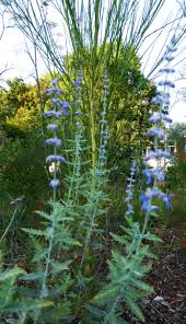 Perovskien Fedrig Leicht In 2020 Zierpflanzen Distel Pflanzen