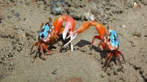 Personalize it with photos & text or purchase as is! The Confusing Social Lives Of Fiddler Crabs Hakai Magazine
