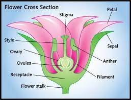 The part of the plant, usually at the bottom of the flower, that has the seeds inside and turns into the fruit that we eat. Why Were Males And Females Created Quora