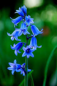 Bluebells Blue Bell Flowers Flowers Names And Pictures Blue Flower Names