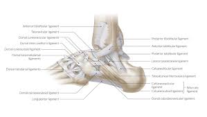 The second largest bone in physique is the tibia, additionally known as the shinbone. The Leg Ankle And Foot Amboss
