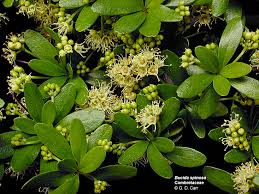 Image result for Combretaceae