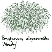 Growing fountain grass is easy. Pennisetum Alopecuroides Moudry At Digging Dog Nursery