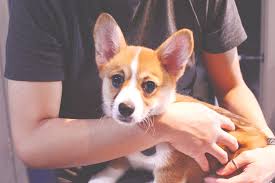 Learn how to count to six with these cute corgi puppies. Preparing For A Pembroke Welsh Corgi When You Work Or Go To School Full Time Enjoying Simple