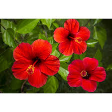 Image result for Hibiscus noldeae