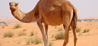 أقوى ذاكرة حيوان موضوع