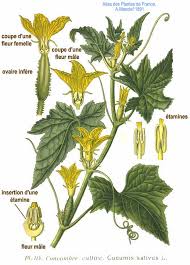 Image result for Cucumis sativus