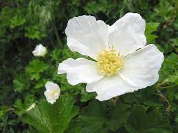 Caring for raspberries in spring and autumn: Delicious Raspberry