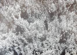 Image result for Microcharis remotiflora