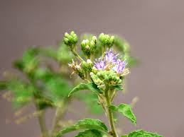 Image result for Vernonia lasiopus
