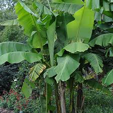 One more cold hardy banana is black thai (musa balbisiana). Musa Basjoo Banana Tree Supplied As 2 X 9cm Pots Buy Online In Andorra At Andorra Desertcart Com Productid 51757796