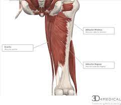 A tendon or sinew is a tough band of fibrous connective tissue that connects muscle to bone and is capable of withstanding tension. Muscles Advanced Anatomy 2nd Ed