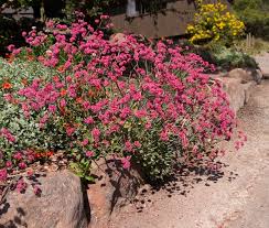 Image result for Eriospermum roseum