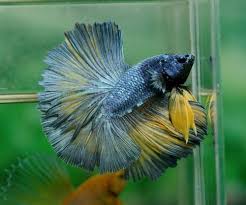 Bettas Betta Colorful Fish Fish Pet