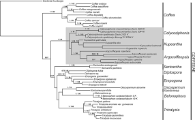 Image result for Tricalysia schliebenii