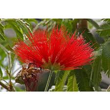 Image result for Calliandra tweedii