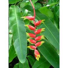 Heliconia Seeds Heliconia Rostrata Seeds Crab Claws Hanging Heliconia