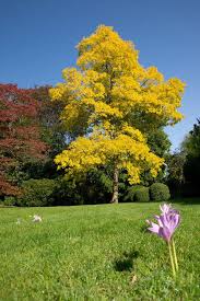 Beautiful dwarf lilac trees for your garden. 32 Of The Best Fast Growing Trees To Plant In Your Garden In 2020 Fast Growing Trees Trees To Plant Growing Tree