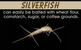 Old boxes and debris provide shelter and food. How To Get Rid Of Silverfish Humanely Home Quicks