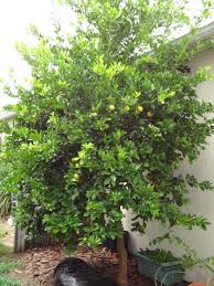 Maybe you would like to learn more about one of these? Key Lime Tree Florida Garden Key Lime Tree Lime Tree